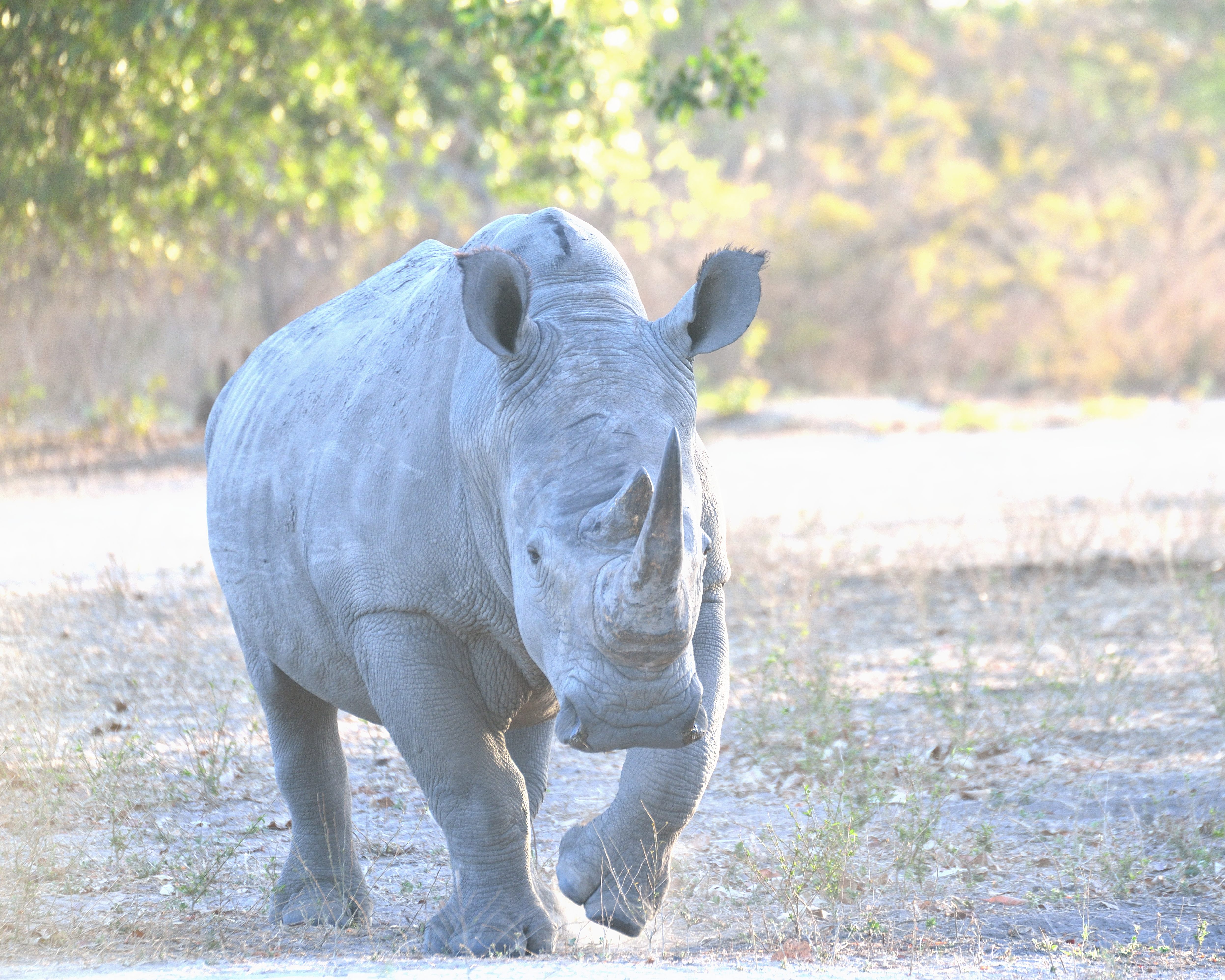 Rhinoceros blanc mâle  (White rhinoceros, Ceratotherium simum), Réserve de Fathala, Région de Fatick, Sénégal-D61_3238